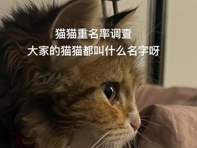 女猫咪的绝美之名——最好听的名字大全（给你的毛绒小公主起一个独一无二的名字吧！）