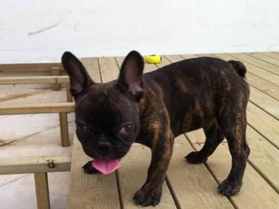 如何解决法国斗牛犬体臭问题（宠物主人必知！关于法国斗牛犬体臭的正确处理方法）