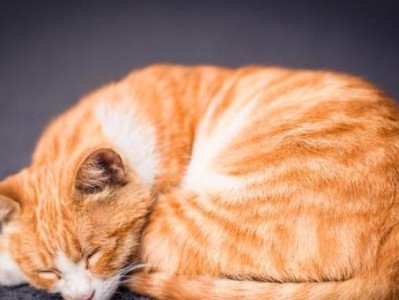 夏天猫咪食欲不振的原因及应对方法（猫咪也有夏天的不适应，如何帮助猫咪恢复食欲？）