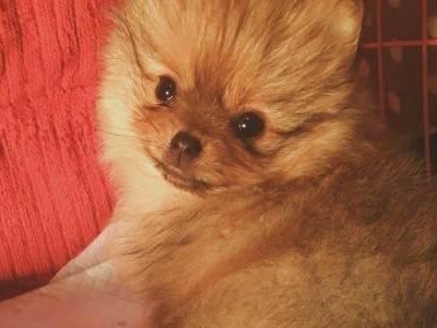 为什么我的博美狗狗一直长不胖？（探寻博美狗狗长不胖的原因及解决方案）