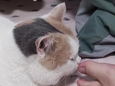 小猫为什么总喜欢舔其他猫的屁股？（探究猫咪清洁行为的奥秘，屁股的味道对于猫咪有何意义？）