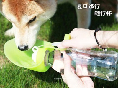 如何给泰迪犬提供适宜的饮水（喂养泰迪犬需注意的饮水事项及方法）