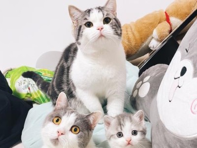 美短猫的饮食需求与喂养技巧（保障美短猫身体健康的喂食方法，以及不良饲喂对其影响）