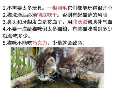 小猫贫血的症状及治疗方法（了解小猫贫血的症状，提早发现并治疗）
