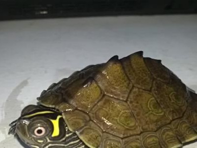 德州地图龟的饲养方法（宠物龟的健康与幸福）