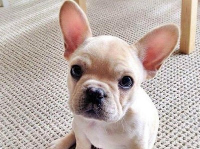 揭开法国斗牛犬“凶猛”面纱（以宠物为主的法国斗牛犬到底有多凶？）