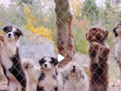 以狗场犬舍需要什么手续？（办理狗场犬舍手续的详细步骤及要求）