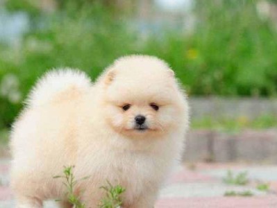 养博美狗狗的十大好处（为什么你应该选择养博美狗狗作为你的宠物）
