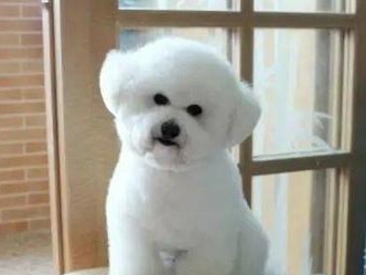 不脱毛的犬种（揭秘不掉毛的犬类特质与养护技巧）