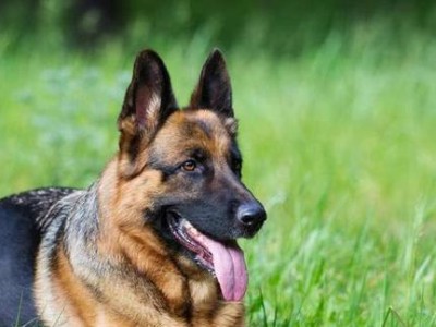 十大优秀嗅觉猎犬——猎物闻所未闻（狩猎利器，主人的得力助手）