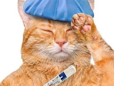 夏日必知！如何帮助猫咪降温（科学降温，让猫咪远离炎热困扰）