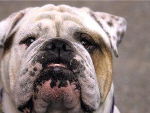 如何为你的英国斗牛犬补充钙质？（掌握这些关键信息，让你的宠物健康成长！）
