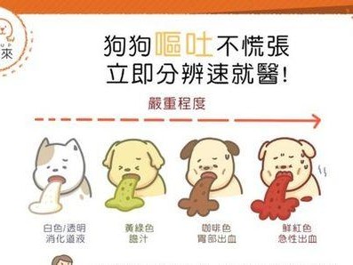 如何处理泰迪的呕吐问题？（有效解决泰迪呕吐的方法和注意事项）