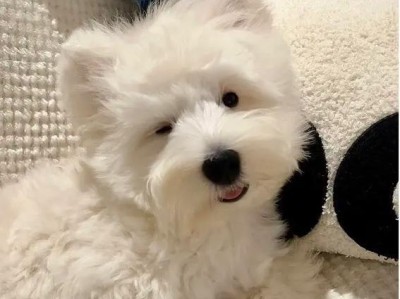 探寻西高地的身世之谜（为什么你应该养一只“西高地白梗犬”）