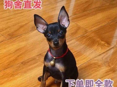 以鹿犬（以鹿犬的历史、外观特点和多样化的用途）