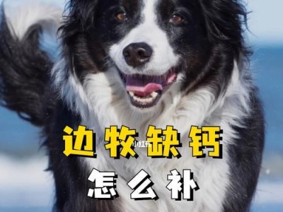 如何给边境牧羊犬补钙（以宠物为主，保护伙伴健康）