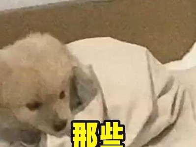 冬天怕冷的狗狗（寒冷季节中需特别关注的狗狗品种及保暖措施）