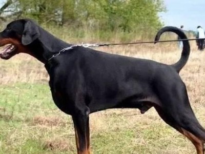杜宾犬为何近日失去精神？（宠物主人必读，关注您的爱犬健康）