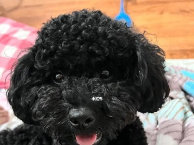 泰迪的多彩世界（探寻泰迪犬的不同毛色魅力）