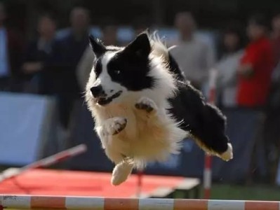 打造高级犬类运动员——狗敏捷训练（从基础到进阶，让你的宠物跑得更快更高更强）
