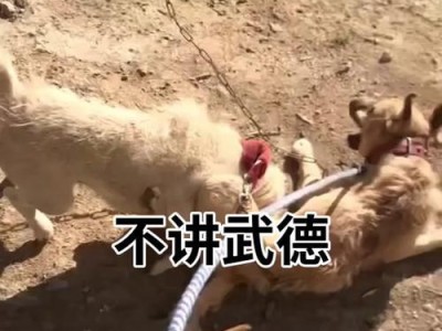 沙皮犬（揭秘沙皮犬的两面性格，以及隐藏在它们身上的斗狗潜能）