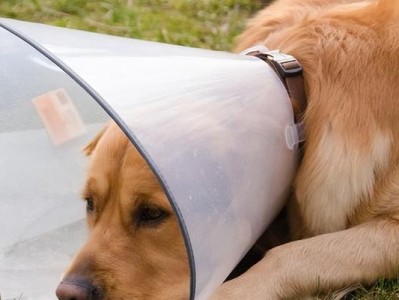 狗狗运动不要过度，你需要知道的关键信息（以宠物为主，如何让你的狗狗健康运动）