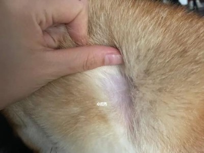 狗狗脱毛的原因与应对方法（狗狗脱毛，不要慌张！从营养、清洁、日常护理等方面入手）