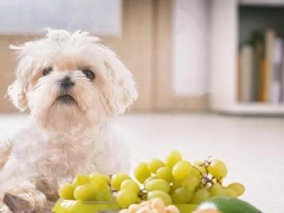 狗狗不吃东西怎么办？寻找适合狗狗的食物（了解狗狗的饮食需求，为其选择合适的食物）