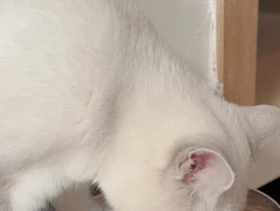 如何纠正猫咪挑食问题？（以宠物为主，科学饮食为先）