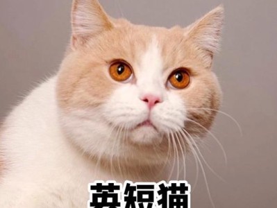 以英短好能吃什么？（发掘英短猫咪的美食天地）