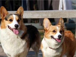 可爱的柯基犬能否食用大蒜？（了解柯基犬对大蒜的耐受性，让你更懂得如何喂养你的宠物）