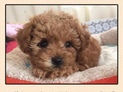 探秘泰迪犬的长寿之谜（揭开泰迪犬为何能长寿的神秘面纱）