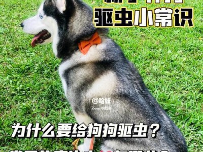 狗狗为何总是吃不胖？（饲养方式还是驱虫不干净的关键？）