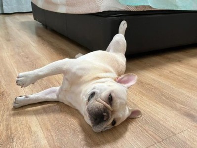 法国斗牛犬的正确喂养方法（健康饮食是法国斗牛犬快乐生活的关键）
