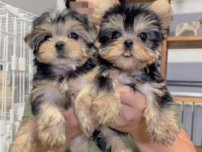 以家养约克夏犬如何合理搭配饲料（掌握科学喂养方法，让约克夏犬健康成长）