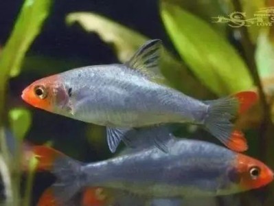 燕子美人的饲养方法（打造可爱宠物，从燕子美人开始）