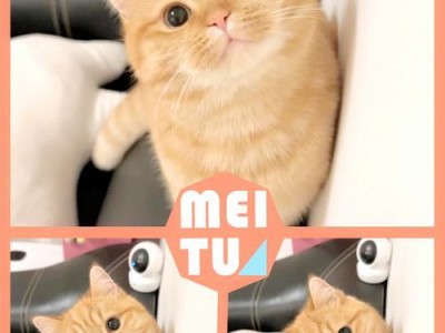 猫咪成长必打的针剂（保障猫咪健康，打疫苗是关键）