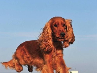 世界名犬——可卡犬的魅力与特点（探秘英卡和美卡两大可卡犬的区别）