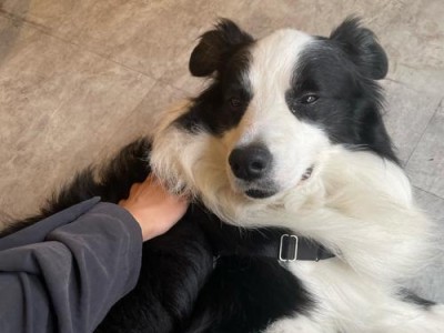 狗尾巴翘起来的原因和含义（探索狗尾巴翘起来的奥秘，解读狗语的一部分）