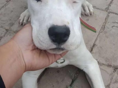如何给杜高犬洗澡（注意事项和技巧）
