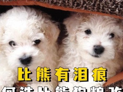 孕期比熊的营养需求（了解孕期比熊所需营养，为宝宝健康成长铺路）