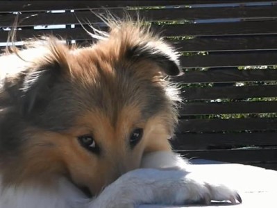 喜乐蒂犬定点大小便训练全攻略（让你的宠物轻松学会定点大小便的秘诀）