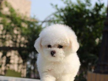 如何应对茶杯犬感冒？（宠物犬的健康是需要关注的）