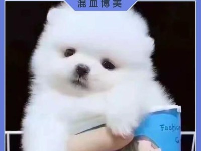 博美俊介犬价格揭秘！血统纯正令其身价飙升（纯正血统的博美俊介犬价格一览，看看你能否承担得起）
