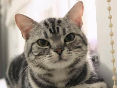 如何养护一只健康的美国短毛猫（宠物爱好者必看！学会正确饲养美国短毛猫的方法）