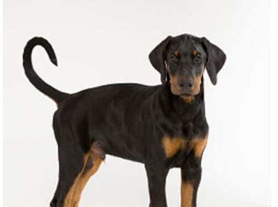 如何应对杜宾犬挑食问题（从饮食习惯、食物选择到训练技巧，全方位解决杜宾犬挑食难题）