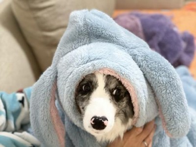 狗坐月子需要的护理措施（洗澡、饮食、运动和观察狗狗的健康）