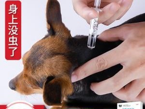 如何检查狗狗身上是否有虱子(快速有效的检查方法)