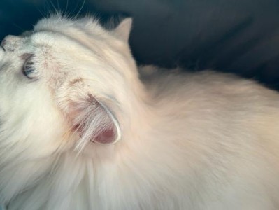 猫猫洗澡的正确方式（选择合适的洗浴用品是关键）