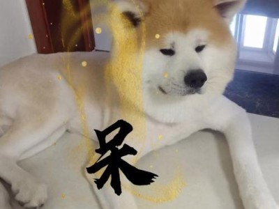 秋田犬的高价背后——探究其珍贵价值（探索秋田犬高价的原因和背后的珍贵特质）